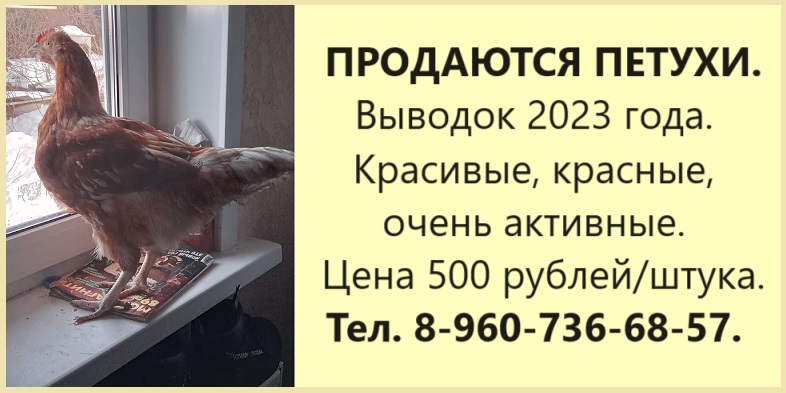 Год петуха в 2024 что ждет