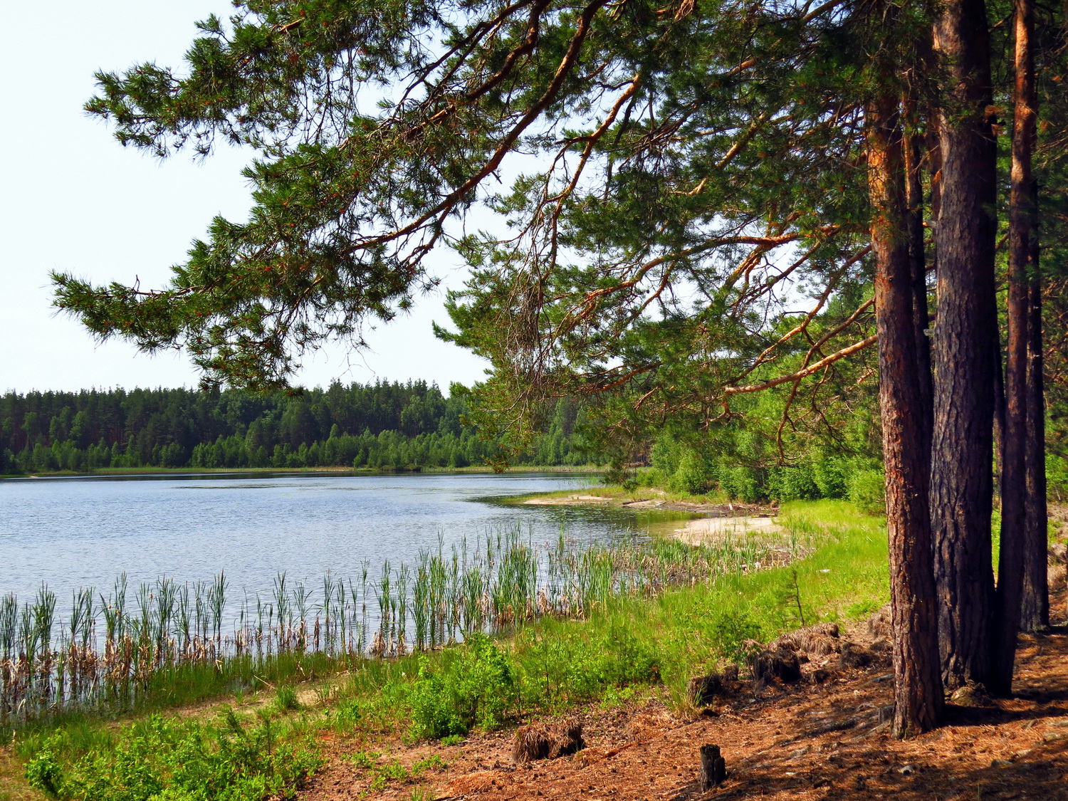 Широха озеро меленковский район фото