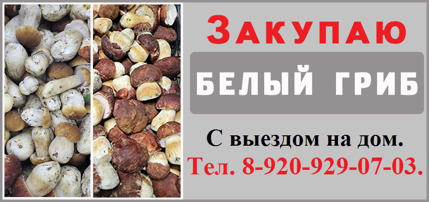 Закупаю белый гриб с 16.09.2026г.